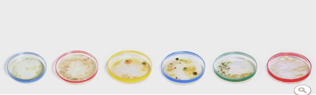 Real bacterial cultures grown in Petri-Doodle (Google letters cultures)